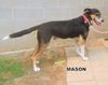 Mason