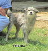 Freida
