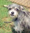 Freida