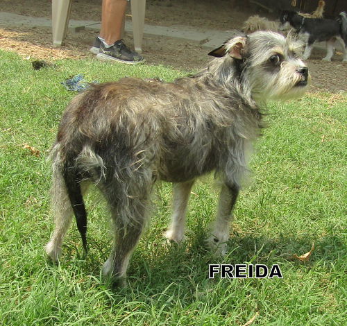 Freida