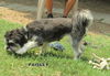 Freida