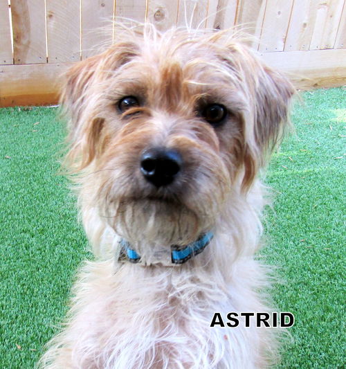 Astrid