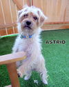 Astrid