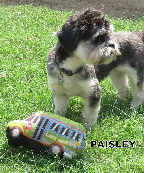 Paisley (Ritzy)