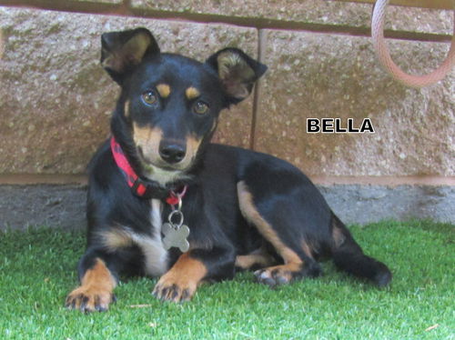 Bella