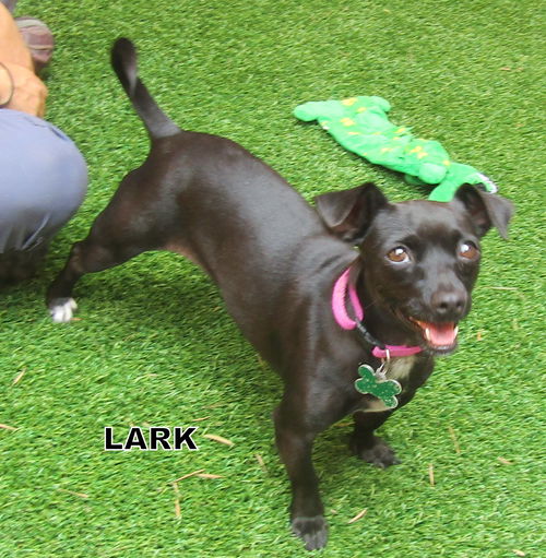 Lark