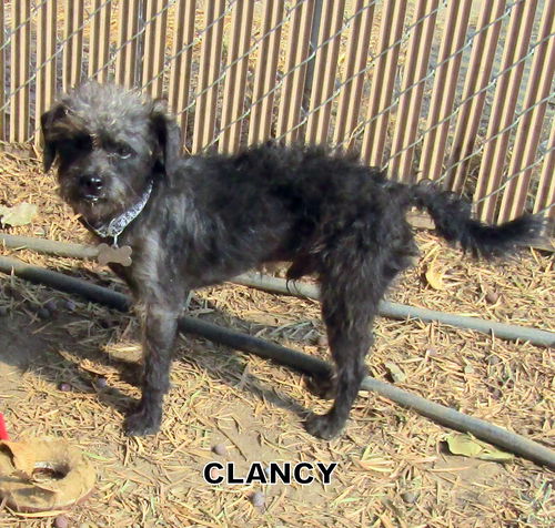 Clancy