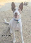 Banjo