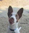 Banjo