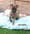 Jed & Jethro (Puppy)