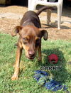 Corky