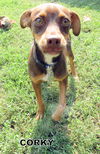 Corky