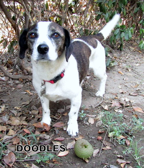 Doodles GrandPaws