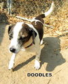 Doodles GrandPaws