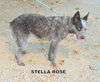 Stella Rose (Ritzy)