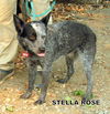 Stella Rose (Ritzy)