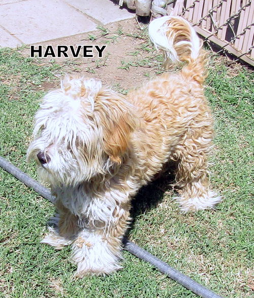 Harvey (Ritzy)