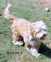 Harvey (Ritzy)