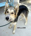 Willow