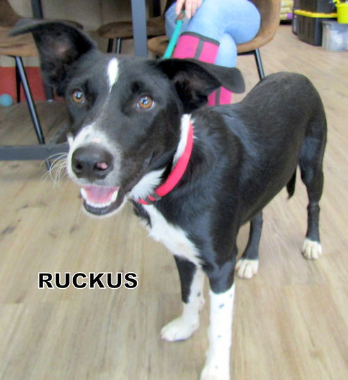 Ruckus