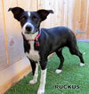 Ruckus