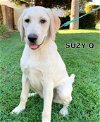 Suzy Q (Ritzy)