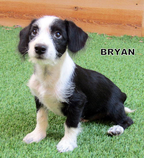 Bryan (Puppy)