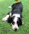 Bryan (Puppy)