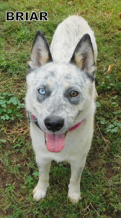 Briar