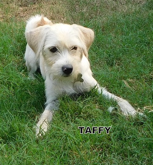 Taffy (Puppy)
