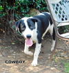 Cowboy