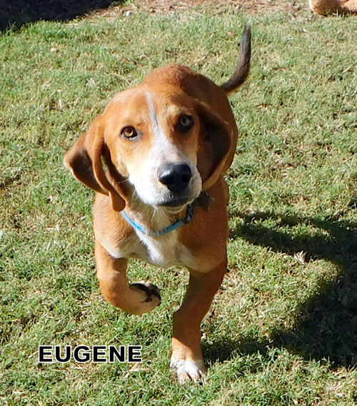 Eugene