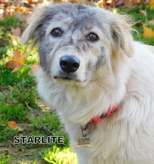 Starlite