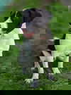 Bert