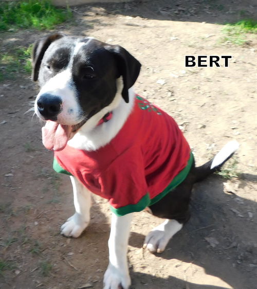 Bert