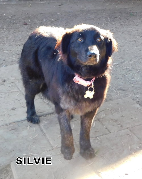 Silvie