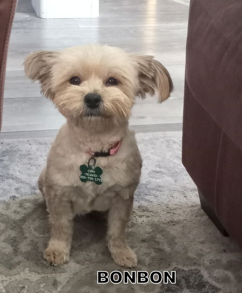 BonBon (Ritzy)