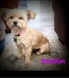 BonBon (Ritzy)