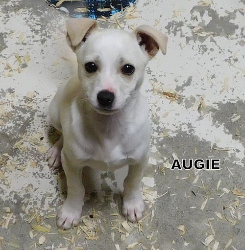 Augie (Puppy)
