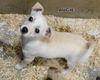 Augie (Puppy)