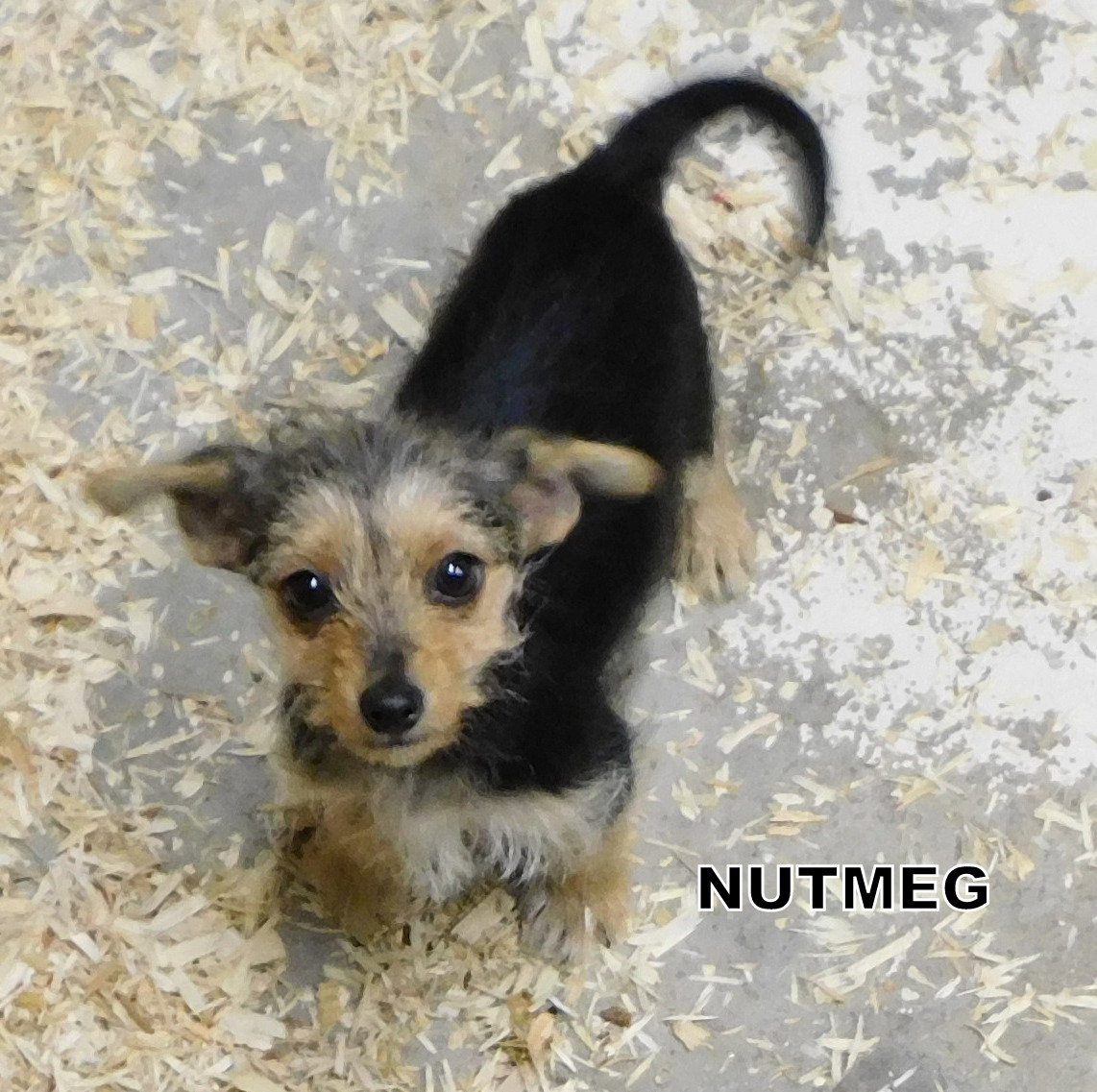 Nutmeg (Puppy)'s  Page