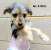 Nutmeg (Puppy)