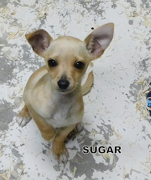 Sugar (Puppy)