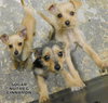 Sugar (Puppy)