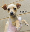 Sugar (Puppy)