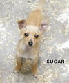 Sugar (Puppy)