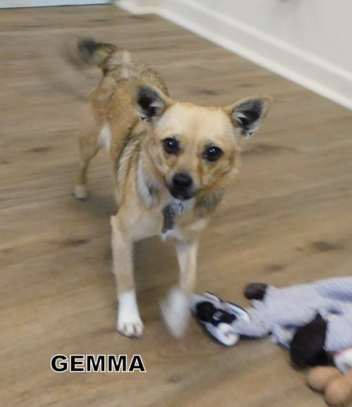 Gemma