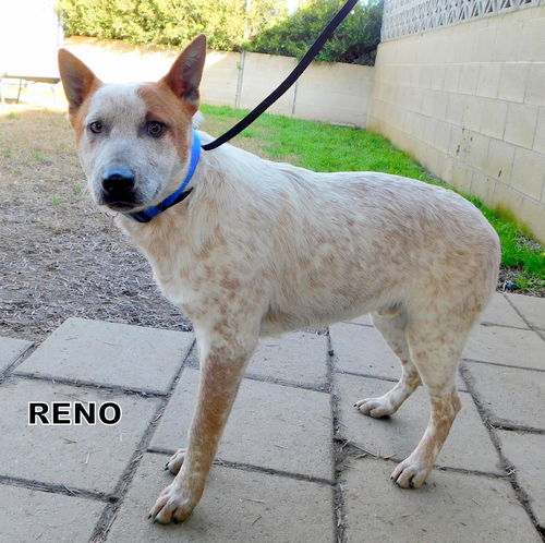 Reno (Ritzy)