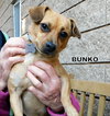 Bunko