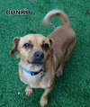 Bunko